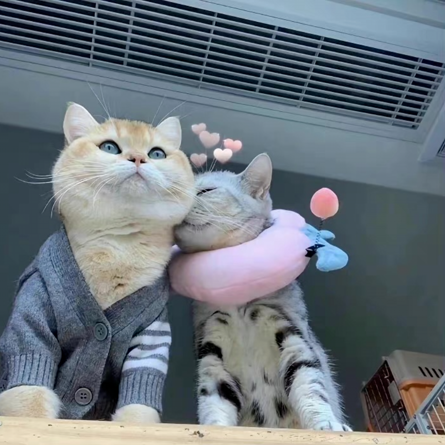 洋洋。