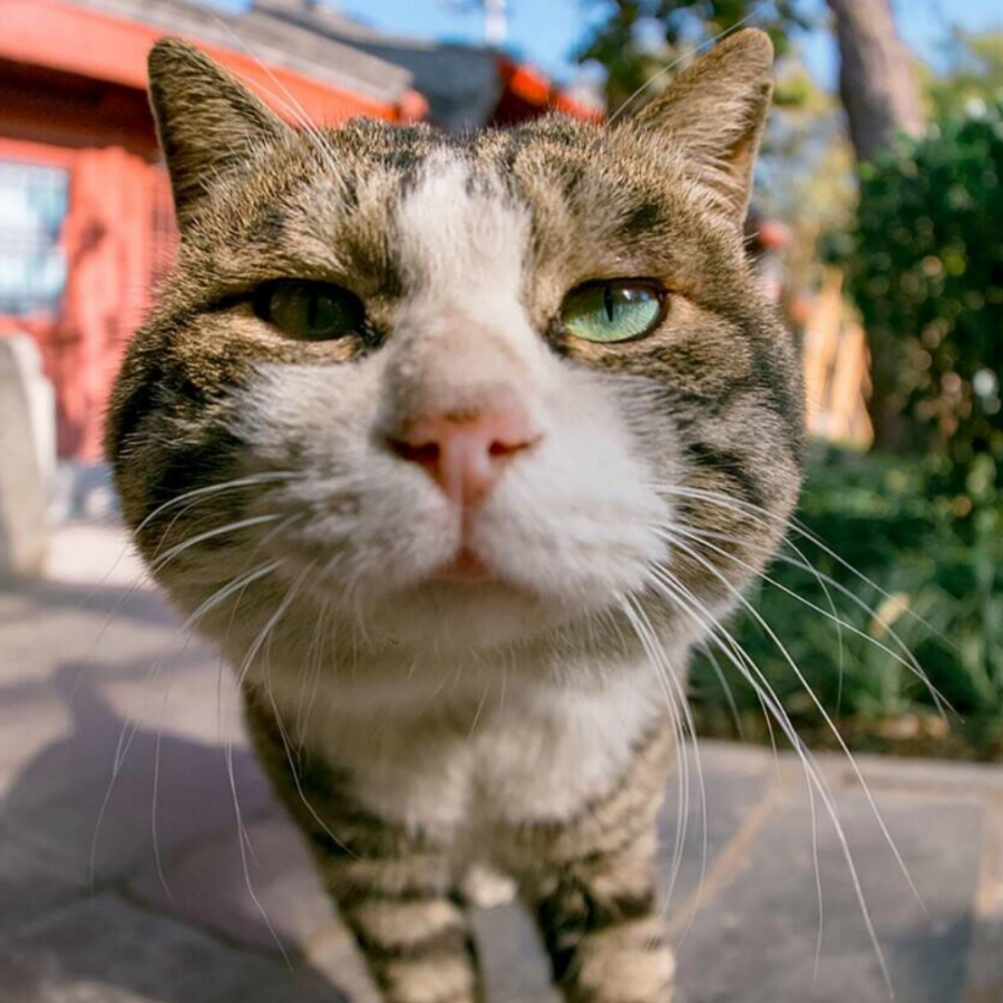 查理有点忙