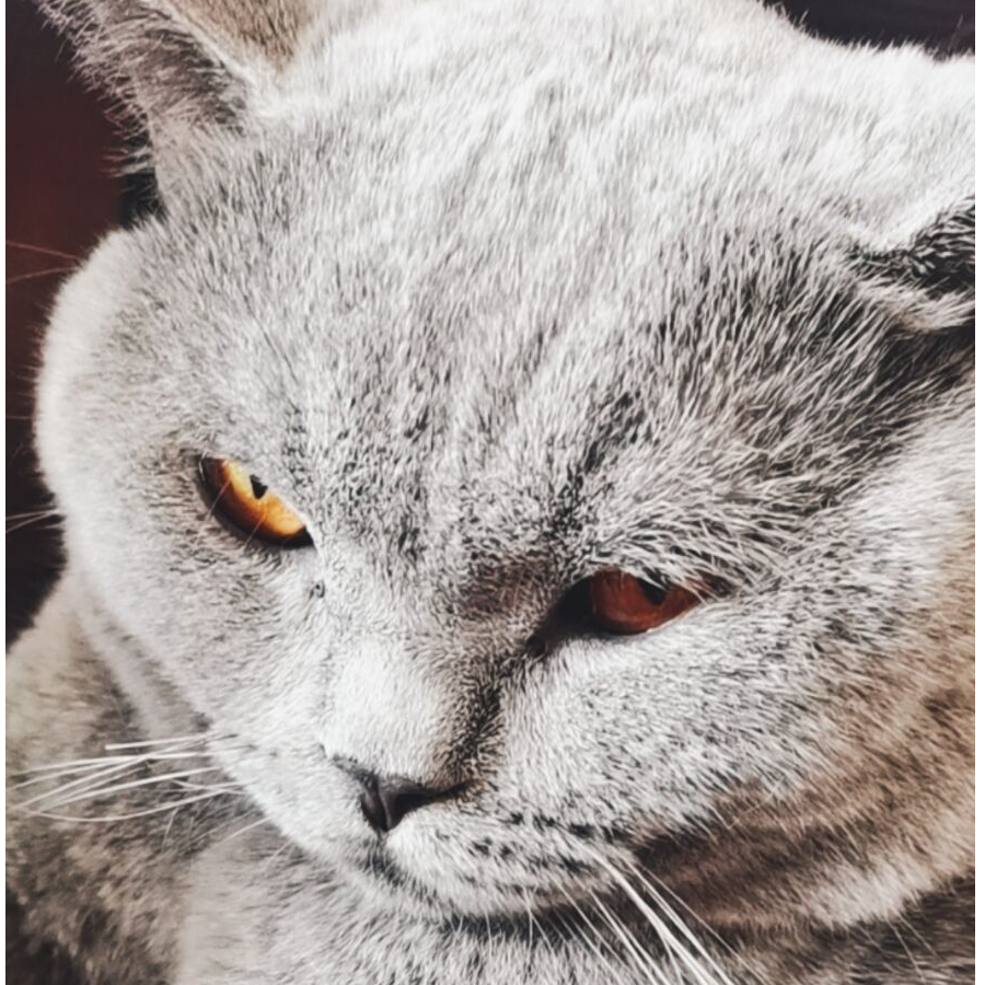 养猫的罢了