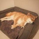 做小柴犬呢最重要的是开心