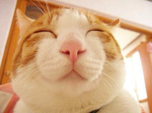 傻傻的呆猫