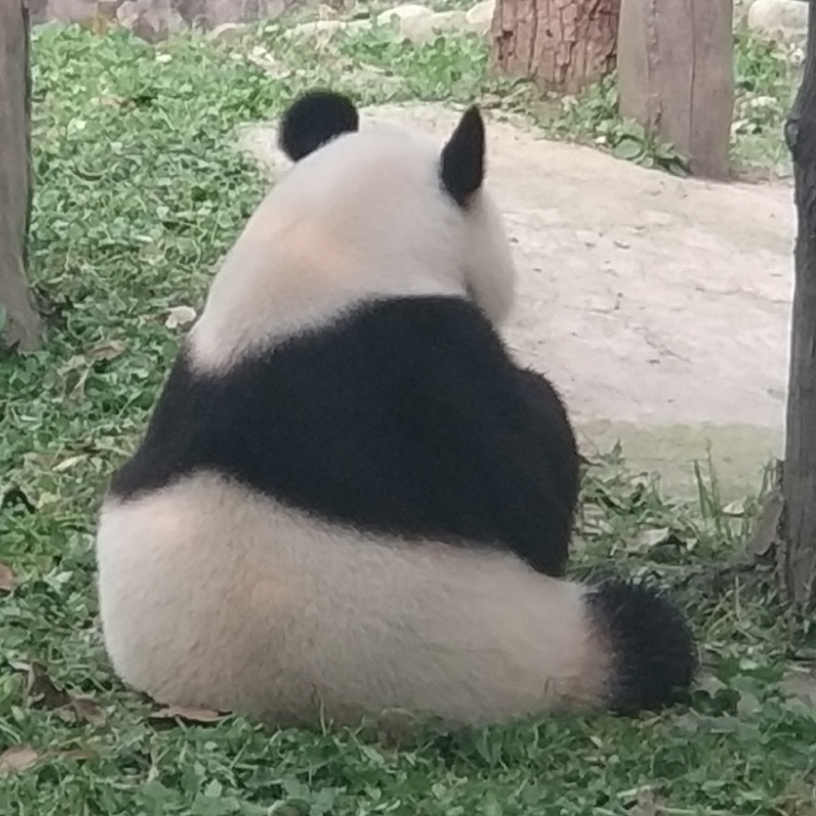 柠檬
