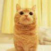 爱笑的不笑猫