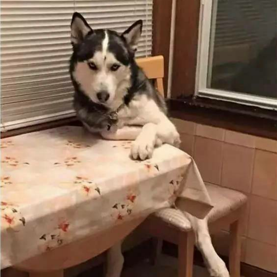 犀牛狂奔