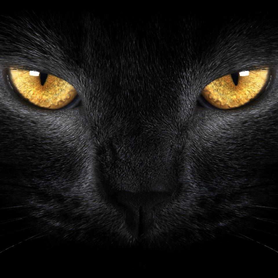 野猫孖