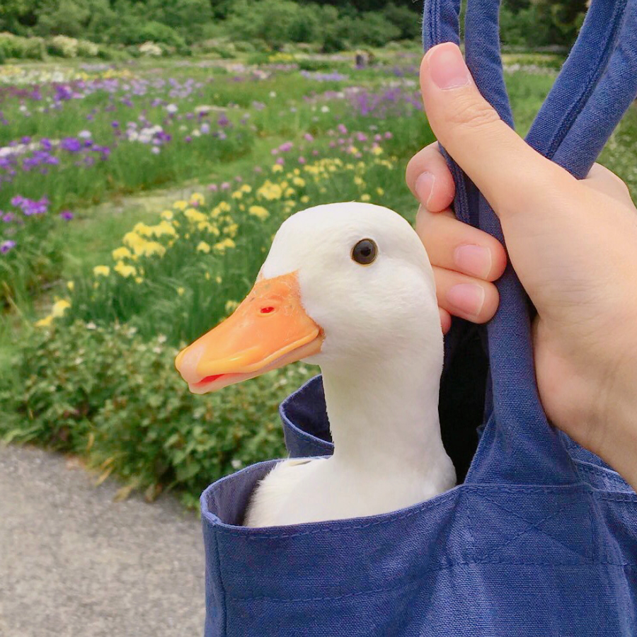 啊哈