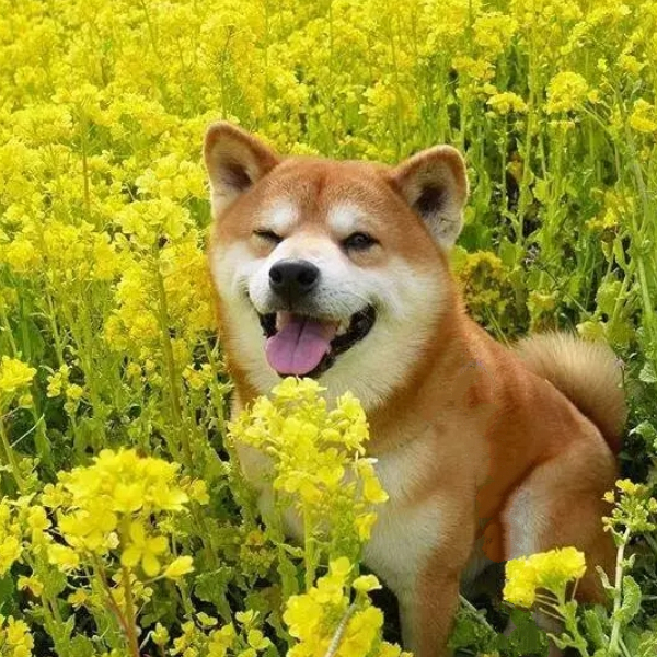 擒盆鱼