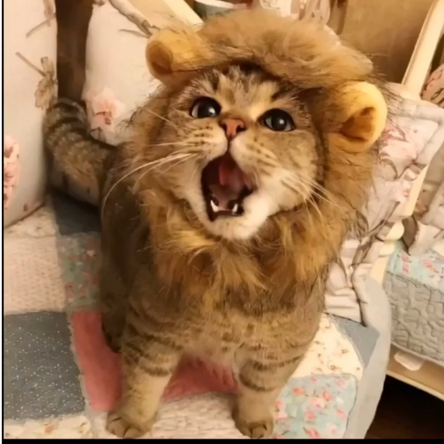 丶渡鸦