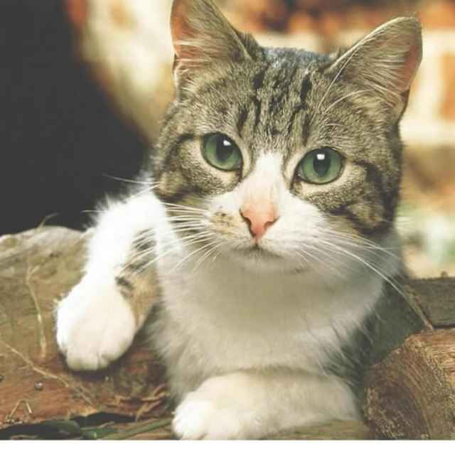 猫猫爱吃鱼