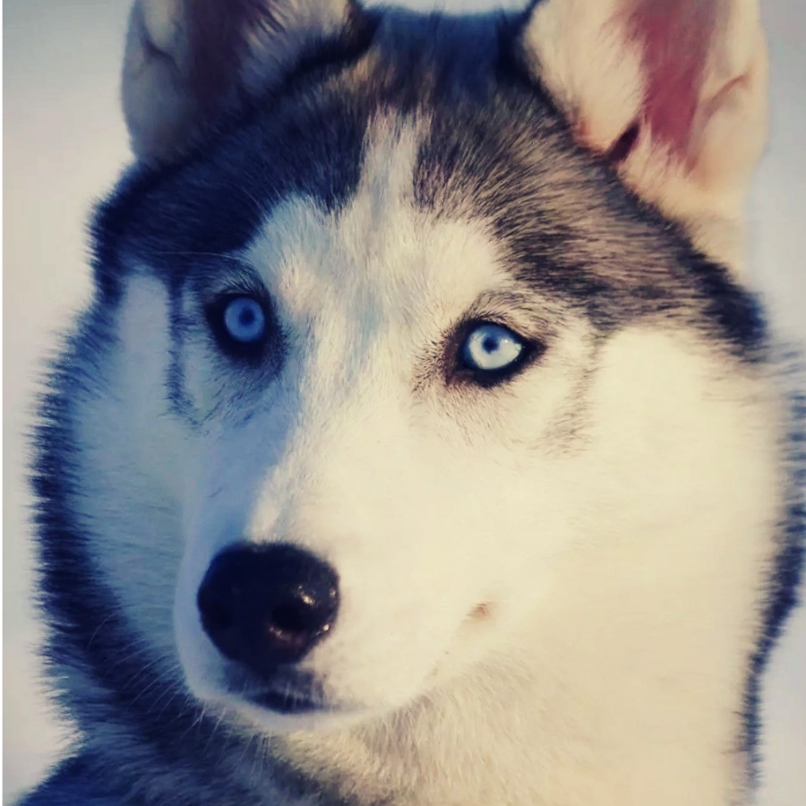 Husky