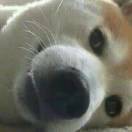 航班允许飞往南极