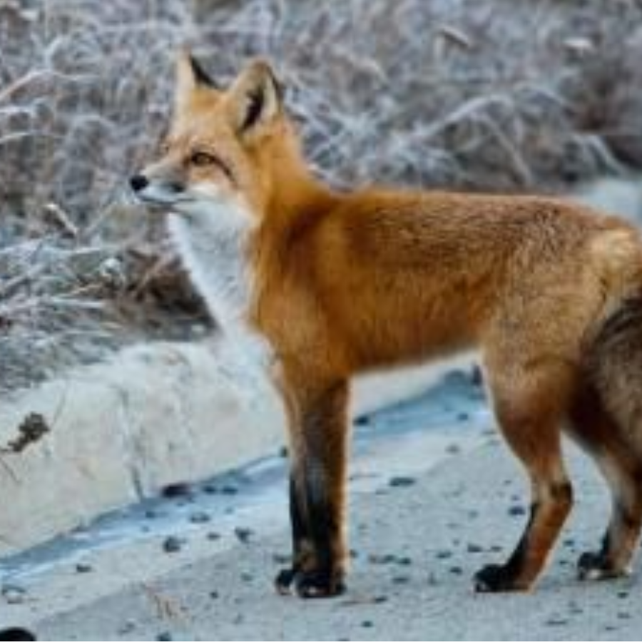 Firefox_z