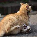 橘·猫尾丸