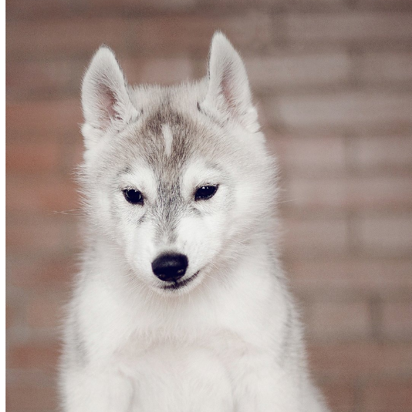 皇家血统正版王子