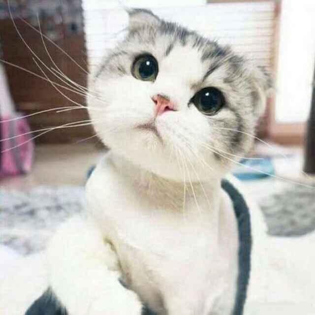 豆芽子