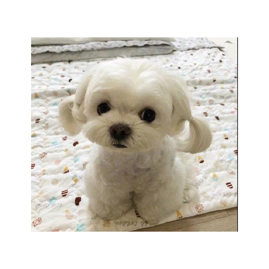 昌昌小宝贝