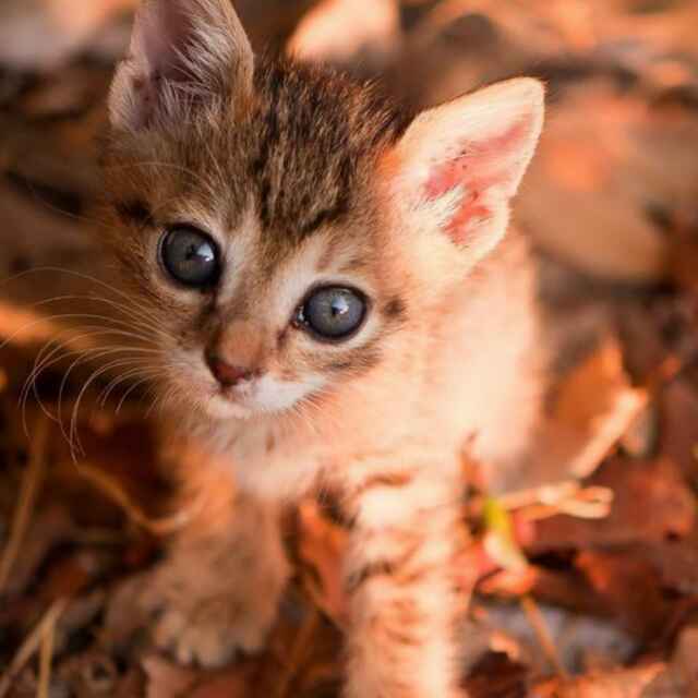 鱼想吃猫
