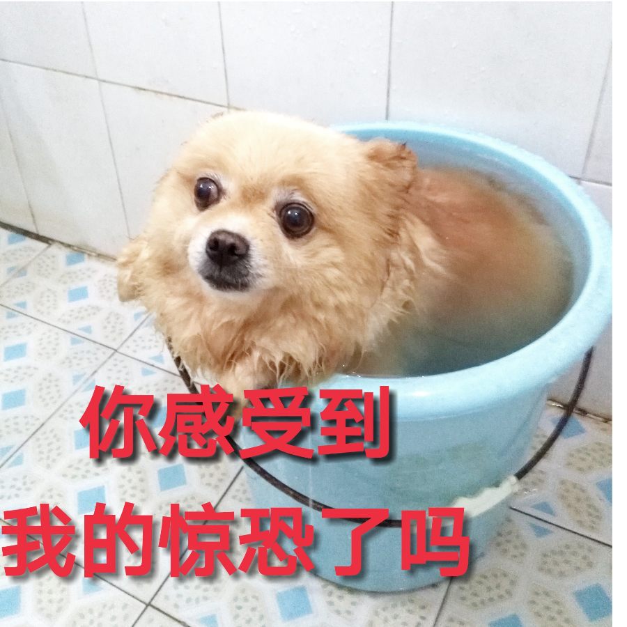 小西瓜爱吃小土豆