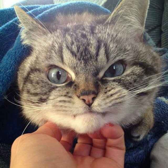 我的猫