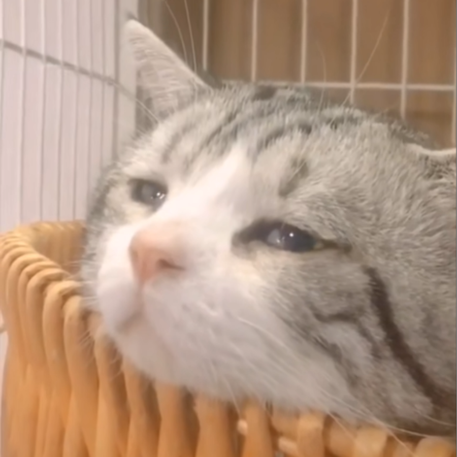 一只秃子