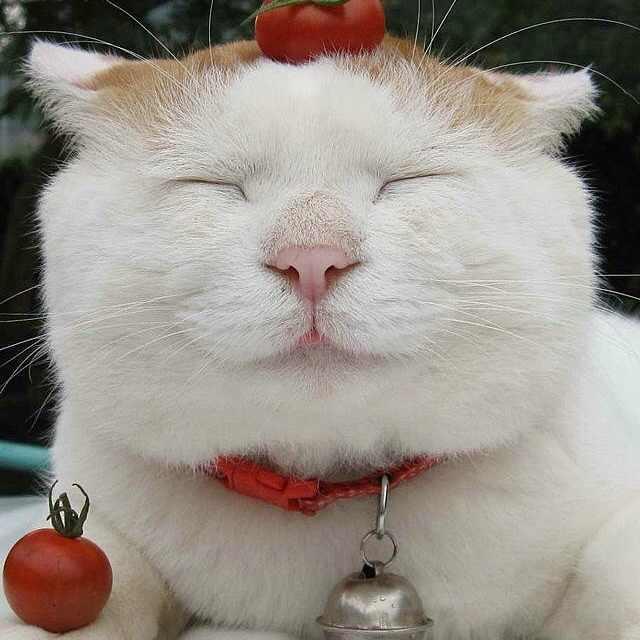 猫叔