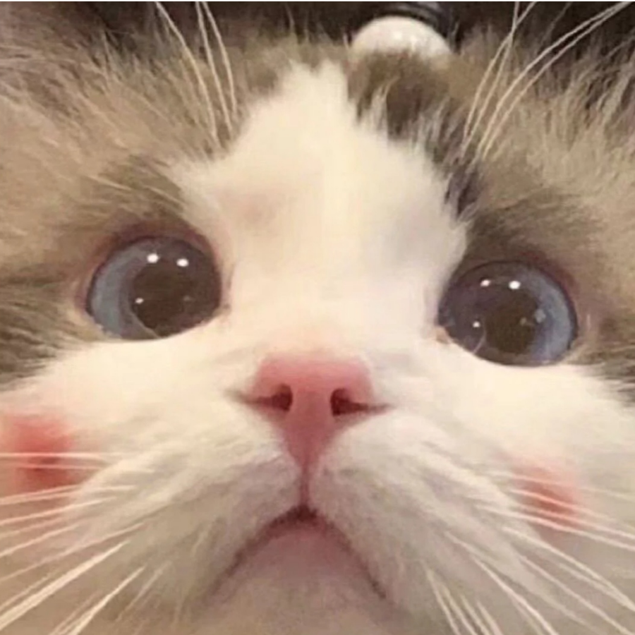 艾米