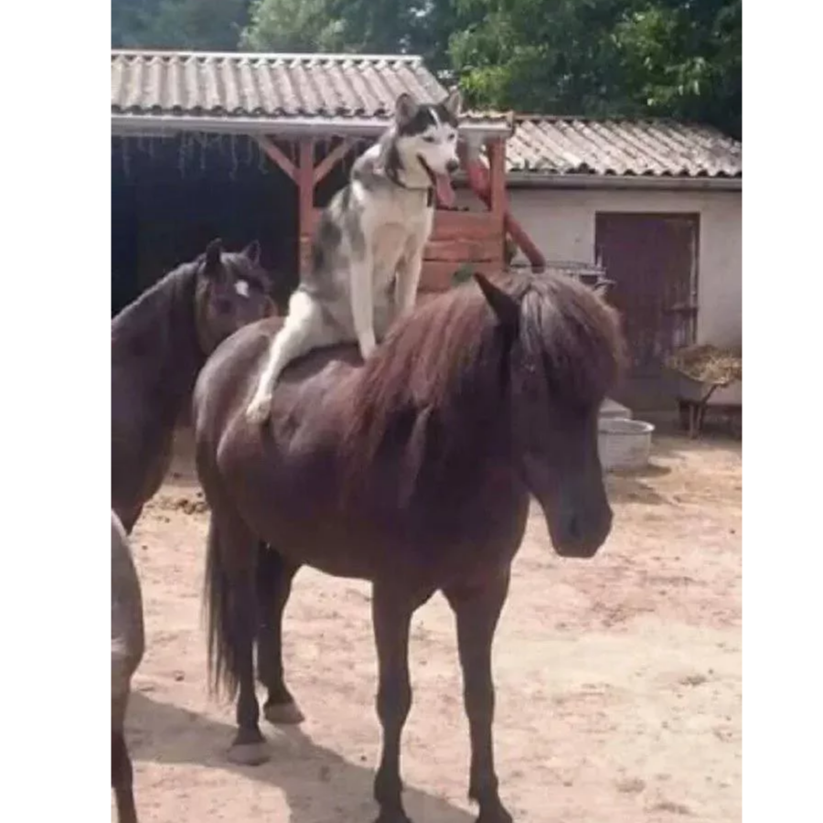 雅马哈