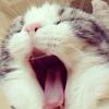 大脸猫