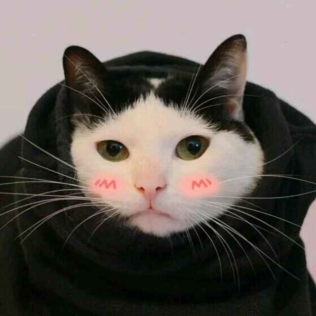 金笨笨