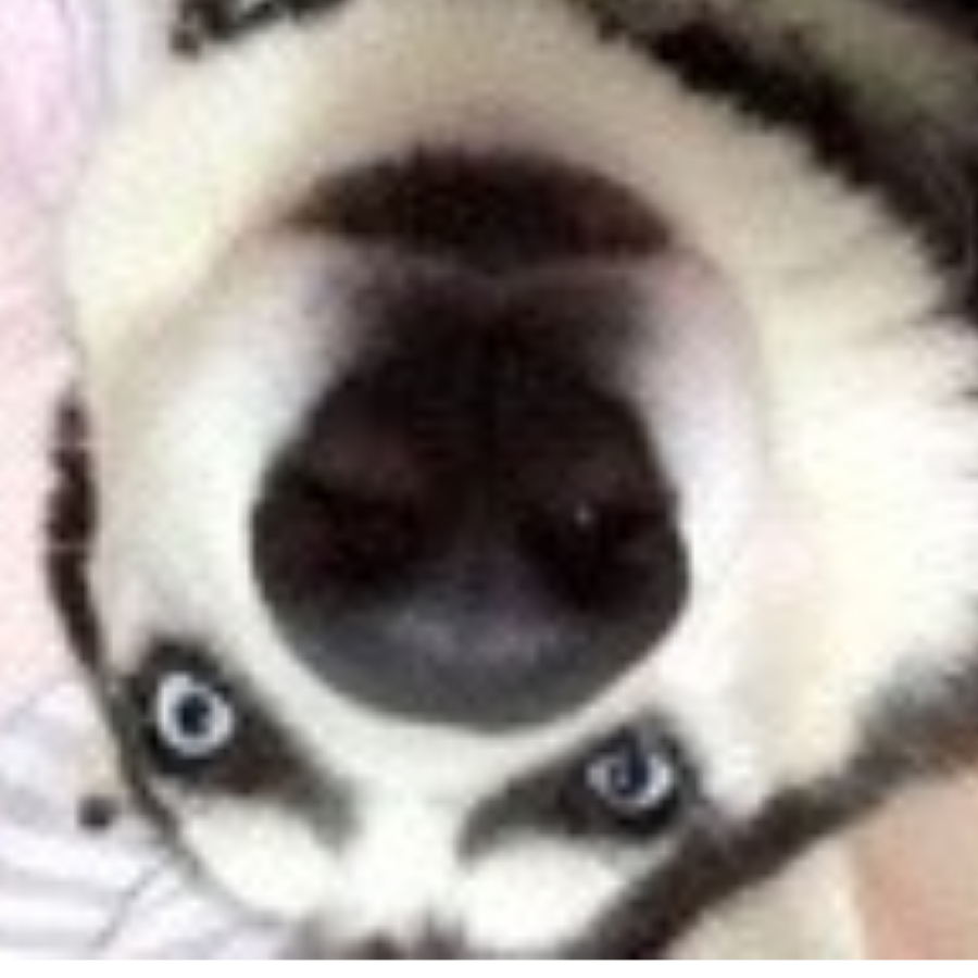 雪橇犬