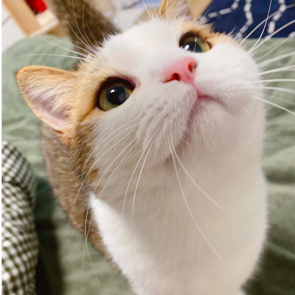 北乔