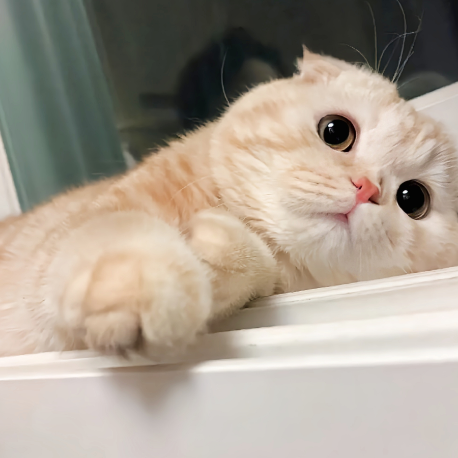 枫桦