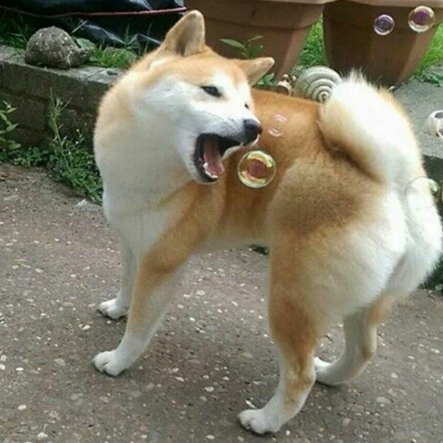 sui