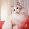 小猫咪