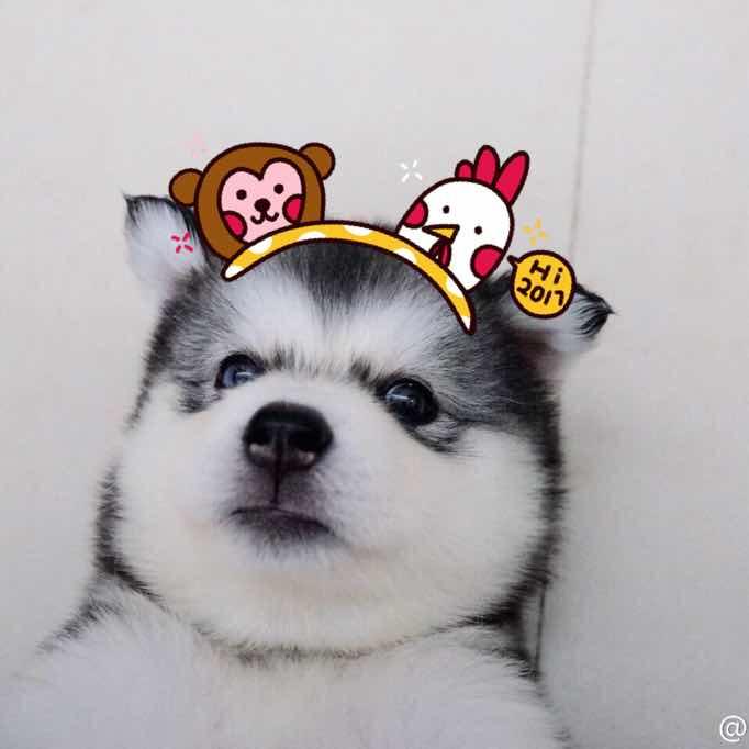 酱🐾