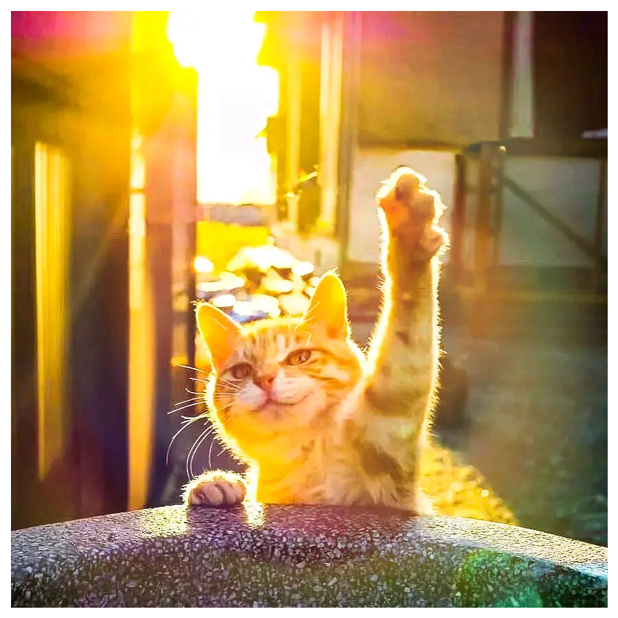 木土兆