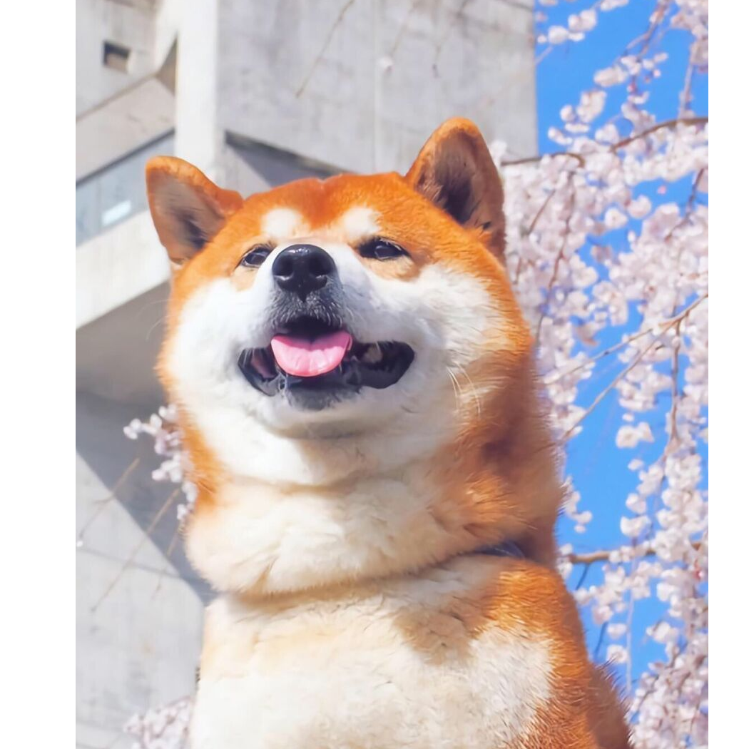 柑橘味的清风