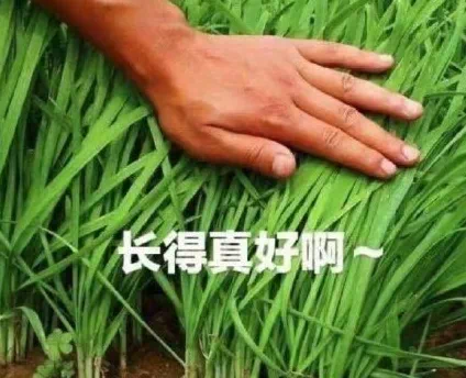 老林