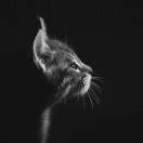 快乐大犀牛v824997384