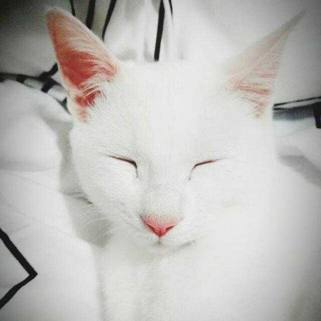 玖