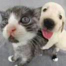 阿猫阿狗