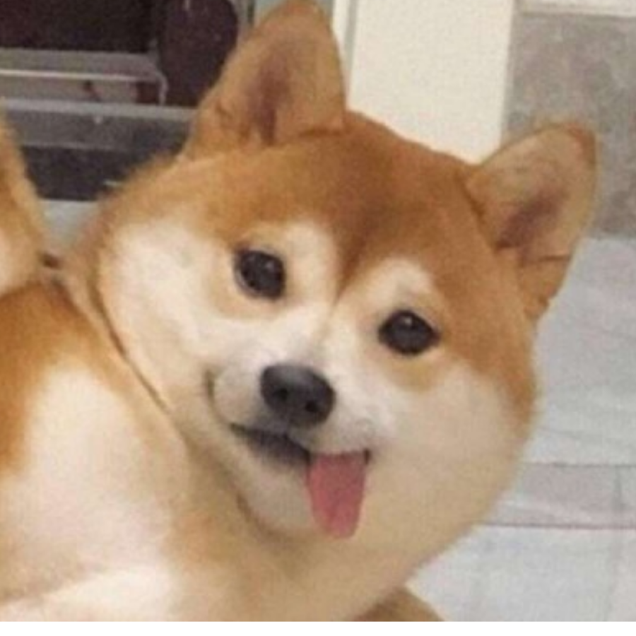 似故