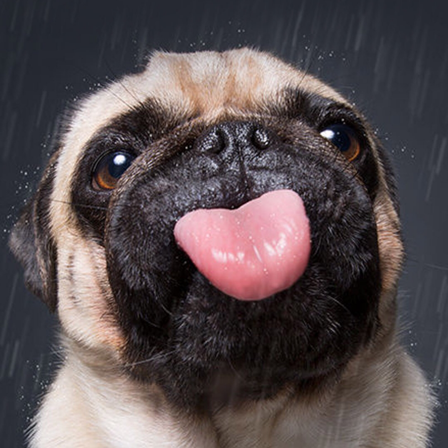 对不起，我是萌新。