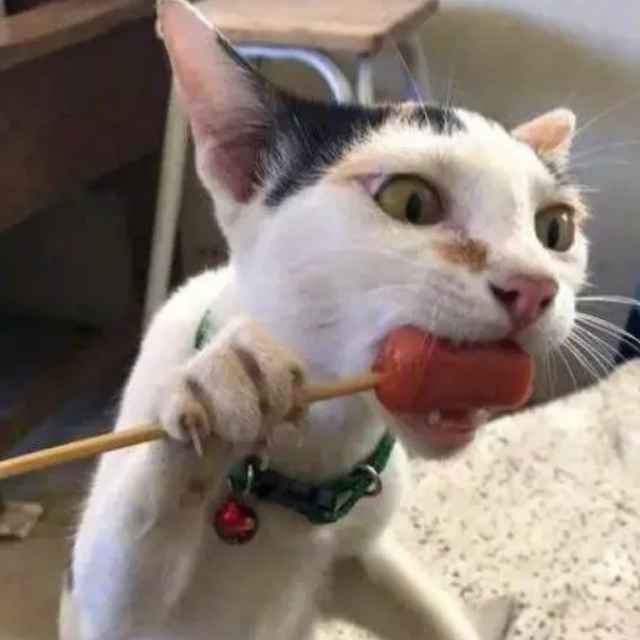 维他柠檬猹