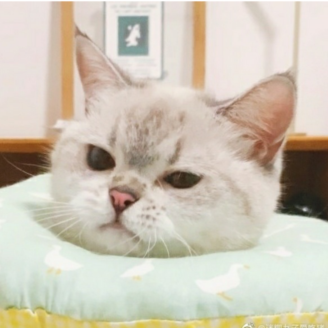 失控的卷毛狒狒