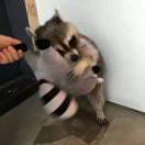 饯