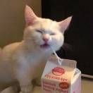 coolcat