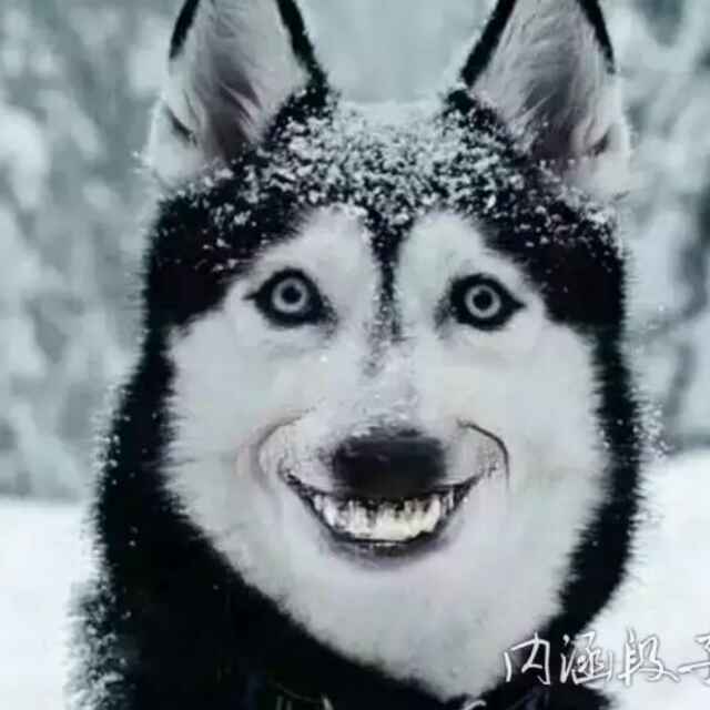 哦吼吼吼吼