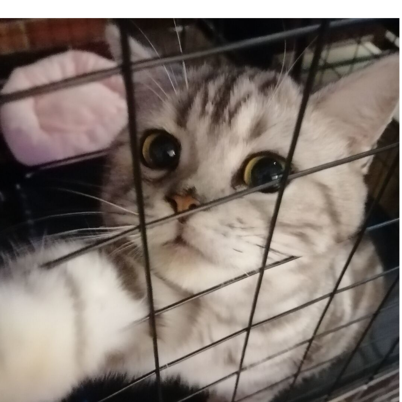 释然后的灰烬