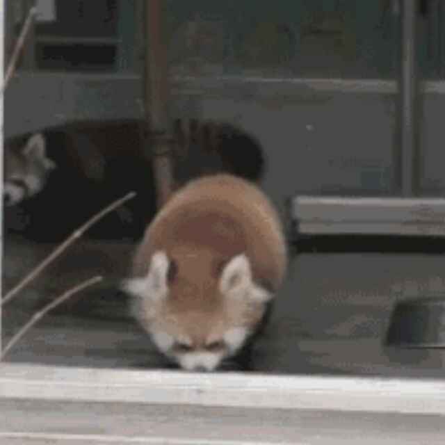 哭泣的毛虫